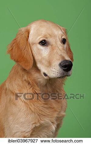"Golden Retriever, 7 months" View Large Photo Image Stock Photo - "Golden Retriever, 7 months". Fotosearch