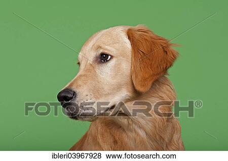 "Golden Retriever, 7 months" View Large Photo Image Stock Photo - "Golden Retriever, 7 months". Fotosearch