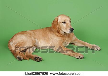 "Golden Retriever, 7 months" View Large Photo Image Stock Photo - "Golden Retriever, 7 months". Fotosearch