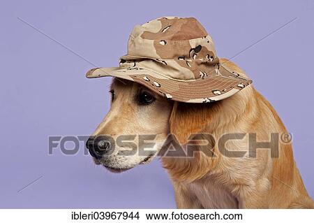 "Golden Retriever, 7 months, with camouflage hat" View Large Photo Image Picture - "Golden Retriever, 7 months, with camouflage hat". Fotosearch