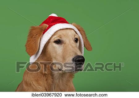 "Golden Retriever, 7 months, with Christmas hat" View Large Photo Image Stock Image - "Golden Retriever, 7 months, with Christmas hat". Fotosearch