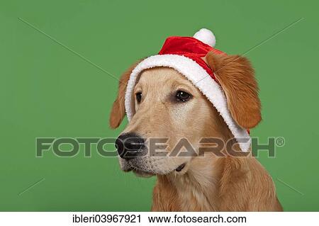 Stock Image - "Golden Retriever, 7 months, with Christmas hat". Fotosearch