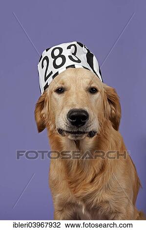 "Golden Retriever, 7 months, with prisoner's hat" View Large Photo Image Stock Image - "Golden Retriever, 7 months, with prisoner's hat". Fotosearch