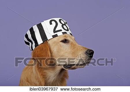"Golden Retriever, 7 months, with prisoner's hat" View Large Photo Image Stock Photo - "Golden Retriever, 7 months, with prisoner's hat". Fotosearch