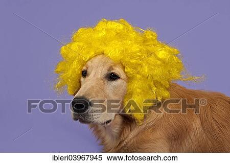 "Golden Retriever, 7 months, with yellow curly wig" View Large Photo Image Stock Photography - "Golden Retriever, 7 months, with yellow curly wig". Fotosearch