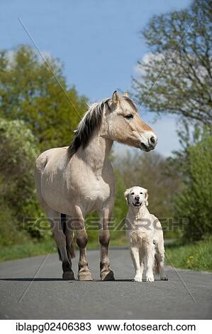 Golden Retriever and a Fjord horse standing on a street View Large Photo Image Stock Image - Golden Retriever and a Fjord horse standing on a street. Fotosearch