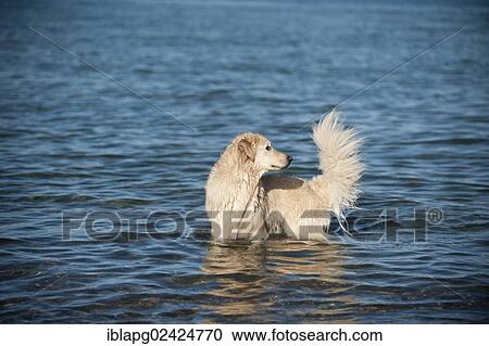 Stock Image - Golden Retriever bathing in water. Fotosearch