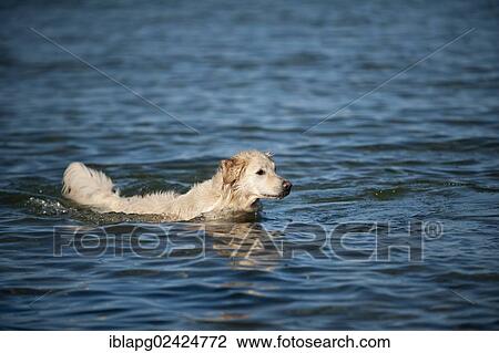 Golden Retriever bathing in water View Large Photo Image Stock Image - Golden Retriever bathing in water. Fotosearch