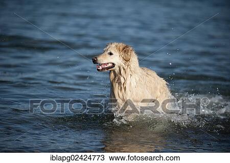 Golden Retriever bathing in water View Large Photo Image Stock Image - Golden Retriever bathing in water. Fotosearch