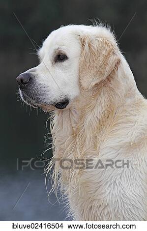 Golden Retriever (Canis lupus familiaris), male with wet fur, portrait View Large Photo Image Picture - Golden Retriever (Canis lupus familiaris), male with wet fur, portrait. Fotosearch