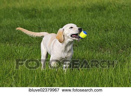 "Golden Retriever (Canis lupus familiaris) puppy, three months, playing with a ball on a meadow" View Large Photo Image Stock Photo - "Golden Retriever (Canis lupus familiaris) puppy, three months, playing with a ball on a meadow". Fotosearch