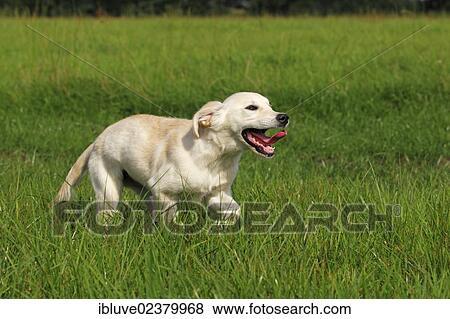 Stock Photo - "Golden Retriever (Canis lupus familiaris) puppy, three months, running across a meadow". Fotosearch