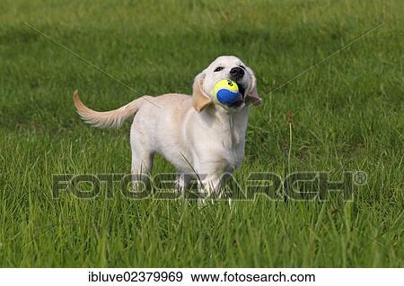 "Golden Retriever (Canis lupus familiaris) puppy, three months, playing with a ball on a meadow" View Large Photo Image Stock Photo - "Golden Retriever (Canis lupus familiaris) puppy, three months, playing with a ball on a meadow". Fotosearch