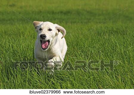 Stock Photograph - "Golden Retriever (Canis lupus familiaris) puppy, three months, running across a meadow". Fotosearch