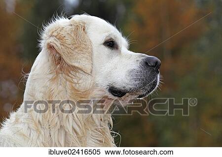 Stock Photography - Golden Retriever (Canis lupus familiaris), male with wet fur, portrait. Fotosearch