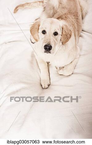 "Golden Retriever dog, lying down" View Large Photo Image Stock Image - "Golden Retriever dog, lying down". Fotosearch