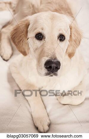 "Golden Retriever dog, lying down" View Large Photo Image Stock Photo - "Golden Retriever dog, lying down". Fotosearch