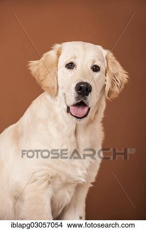 "Golden Retriever dog, portrait" View Large Photo Image Picture - "Golden Retriever dog, portrait". Fotosearch