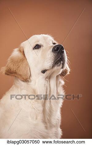 "Golden Retriever dog, portrait" View Large Photo Image Stock Image - "Golden Retriever dog, portrait". Fotosearch