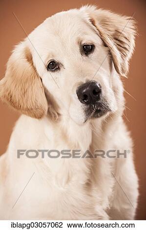"Golden Retriever dog, portrait" View Large Photo Image Stock Image - "Golden Retriever dog, portrait". Fotosearch