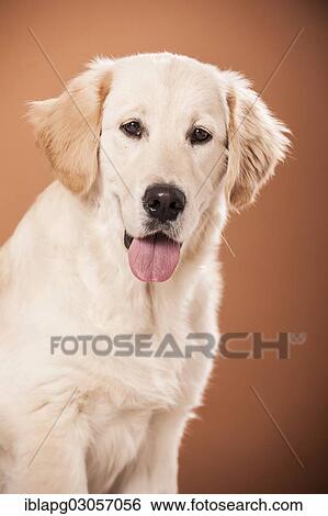 "Golden Retriever dog, portrait" View Large Photo Image Stock Photograph - "Golden Retriever dog, portrait". Fotosearch