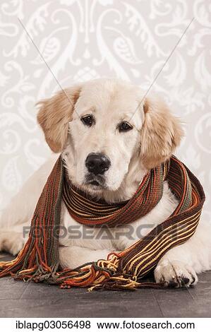 Golden Retriever dog wearing a scarf View Large Photo Image Stock Photo - Golden Retriever dog wearing a scarf. Fotosearch
