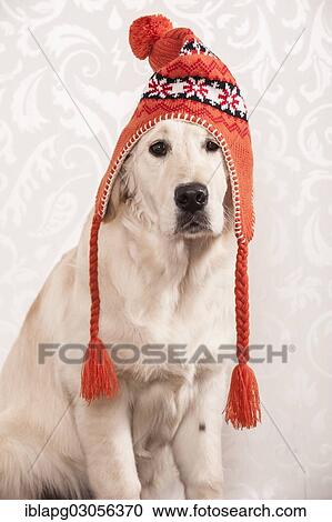Golden Retriever dog wearing a wolly hat View Large Photo Image Stock Image - Golden Retriever dog wearing a wolly hat. Fotosearch
