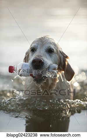 Golden Retriever fetching a bottle out of the water View Large Photo Image Stock Photo - Golden Retriever fetching a bottle out of the water. Fotosearch