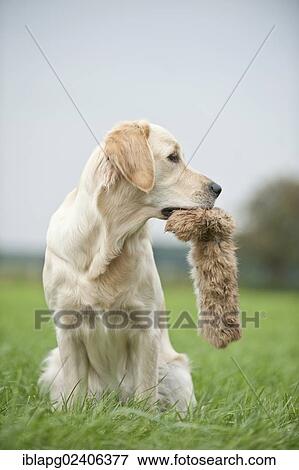 Golden Retriever fetching a fur dummy View Large Photo Image Stock Photo - Golden Retriever fetching a fur dummy. Fotosearch