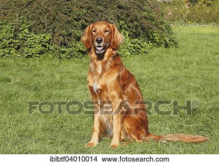 "Golden Retriever Irish Red Setter crossbreed, bitch, 4 years" View Large Photo Image Picture - "Golden Retriever Irish Red Setter crossbreed, bitch, 4 years". Fotosearch