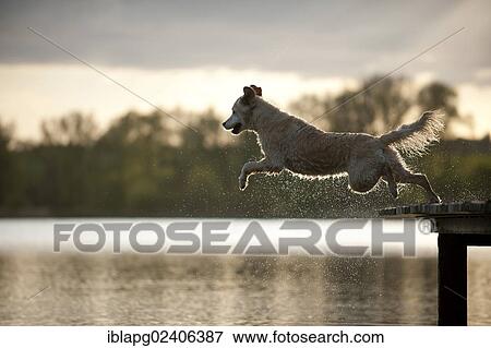 Stock Photo - Golden Retriever jumping from a wharf into the water. Fotosearch