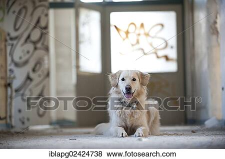 Golden Retriever lying in a condemned building View Large Photo Image Stock Photo - Golden Retriever lying in a condemned building. Fotosearch