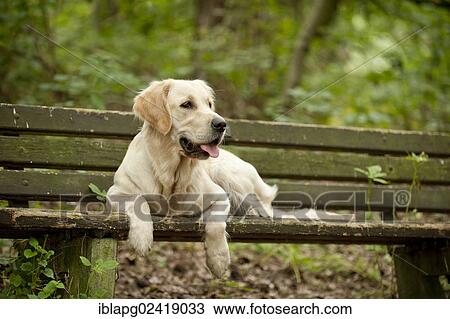 Stock Image - Golden Retriever lying on a bench. Fotosearch