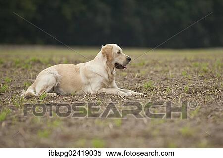 Golden Retriever lying on a field View Large Photo Image Stock Photography - Golden Retriever lying on a field. Fotosearch