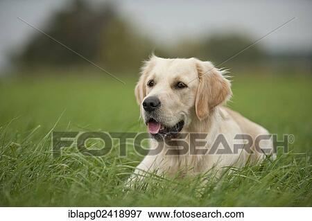 Golden Retriever lying on a meadow View Large Photo Image Stock Photo - Golden Retriever lying on a meadow. Fotosearch