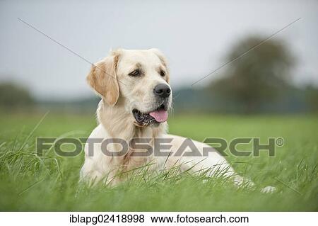Golden Retriever lying on a meadow View Large Photo Image Stock Photo - Golden Retriever lying on a meadow. Fotosearch