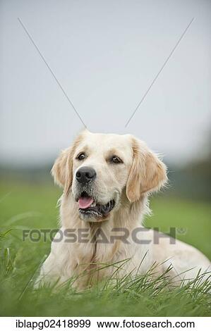 Stock Photo - Golden Retriever lying on a meadow. Fotosearch