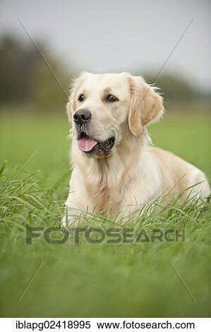 Golden Retriever lying on a meadow View Large Photo Image Stock Photography - Golden Retriever lying on a meadow. Fotosearch