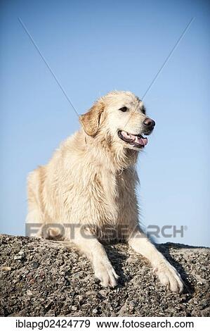 Golden Retriever lying on a wall View Large Photo Image Stock Photo - Golden Retriever lying on a wall. Fotosearch