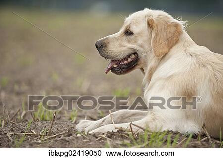 Golden Retriever, lying View Large Photo Image Stock Image - Golden Retriever, lying. Fotosearch