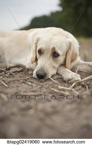 Stock Image - Golden Retriever, lying. Fotosearch
