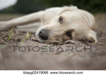 Stock Photograph - Golden Retriever, lying. Fotosearch