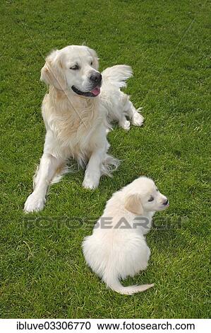 "Golden Retriever, male dog and puppy on a meadow, Germany, Europe" View Large Photo Image Stock Image - "Golden Retriever, male dog and puppy on a meadow, Germany, Europe". Fotosearch