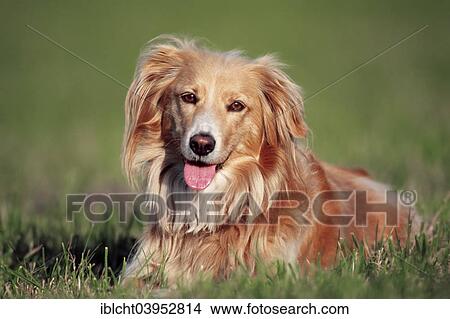 "Golden Retriever Mix lying in meadow, North Rhine-Westphalia, Germany, Europe" View Large Photo Image Picture - "Golden Retriever Mix lying in meadow, North Rhine-Westphalia, Germany, Europe". Fotosearch