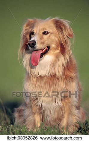 "Golden Retriever Mix sitting in meadow, North Rhine-Westphalia, Germany, Europe" View Large Photo Image Stock Photograph - "Golden Retriever Mix sitting in meadow, North Rhine-Westphalia, Germany, Europe". Fotosearch