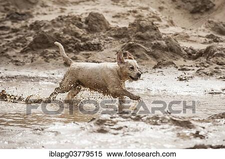 Golden Retriever playing in a mud puddle View Large Photo Image Stock Photography - Golden Retriever playing in a mud puddle. Fotosearch