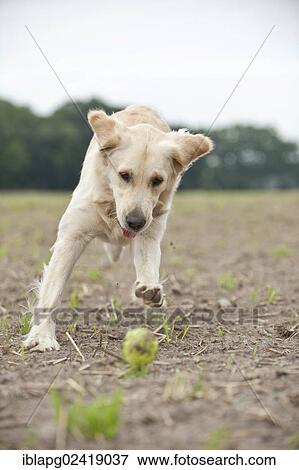 Golden Retriever playing with a ball View Large Photo Image Stock Photo - Golden Retriever playing with a ball. Fotosearch