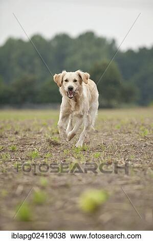 Golden Retriever playing with a ball View Large Photo Image Stock Photo - Golden Retriever playing with a ball. Fotosearch