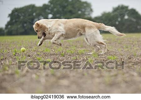 Golden Retriever playing with a ball View Large Photo Image Stock Photograph - Golden Retriever playing with a ball. Fotosearch