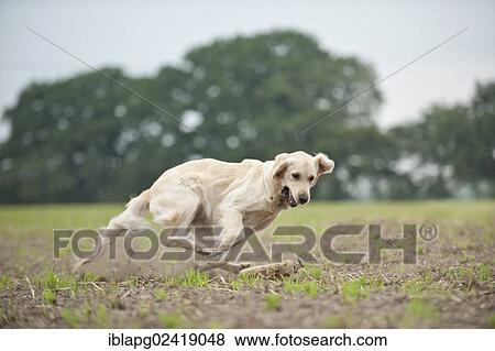 Golden Retriever playing with a dummy View Large Photo Image Stock Photo - Golden Retriever playing with a dummy. Fotosearch